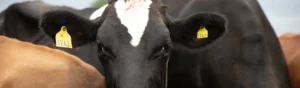 Närbild på svartvit ko med gula öronlappar kollar in i kameran