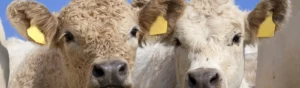 Vita, fluffiga kor tittar in i kameran