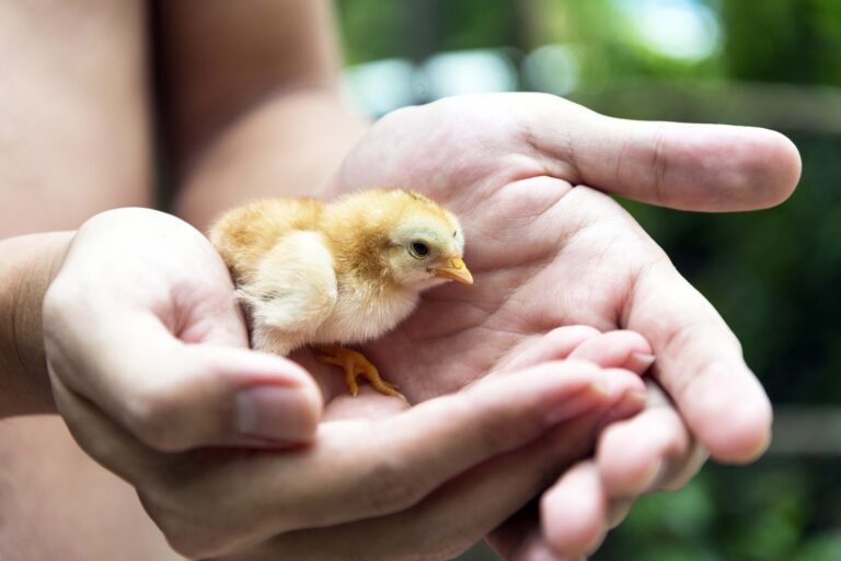 new born chick in human palms