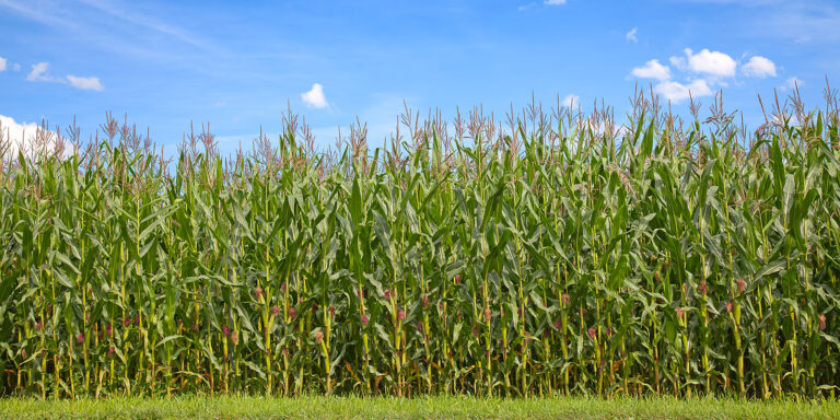 Corn field