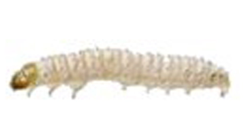 Skadedjur-i-spannmål-Mjölmott-larv