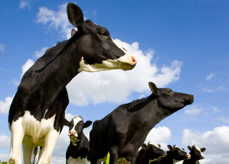 Holstein cows