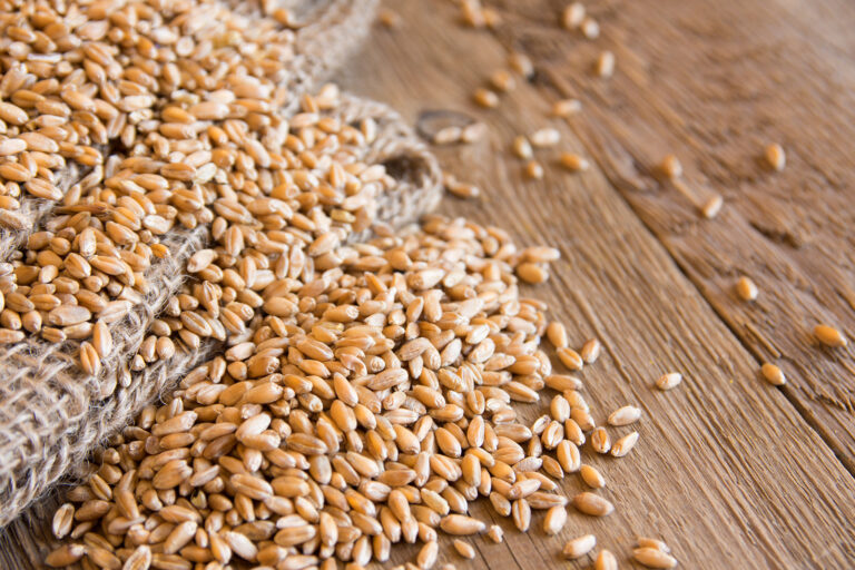 Wheat seeds (grains)