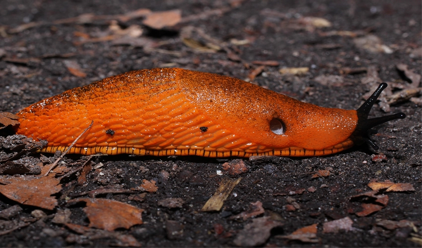 Orange mördarsnigel