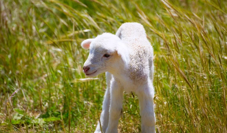 Lamm_Bra_att_ha_inför_lamning_850x500px
