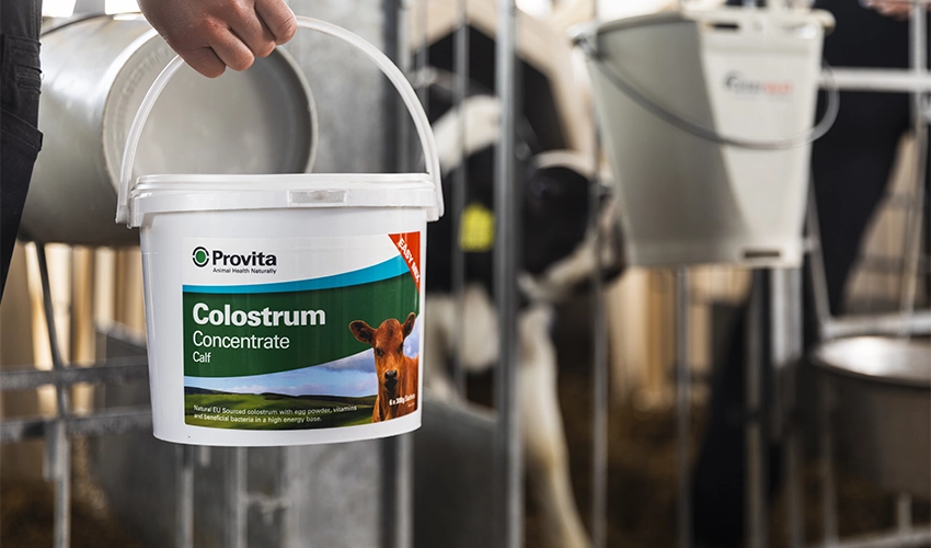 Person håller burk med Provita Colostrum framför kalvhyddor