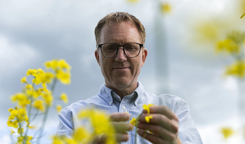 Man håller i rapsblomma.