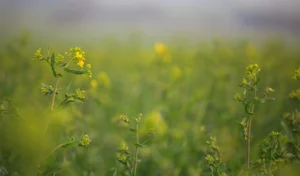 Raps som börjar blomma