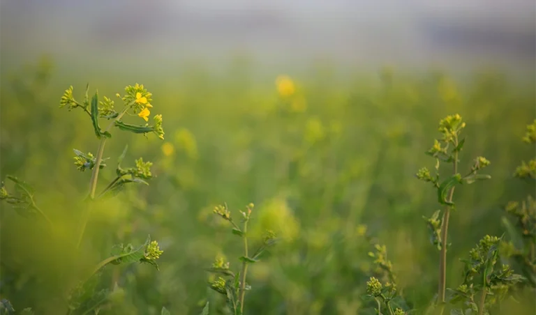 Raps som börjar blomma